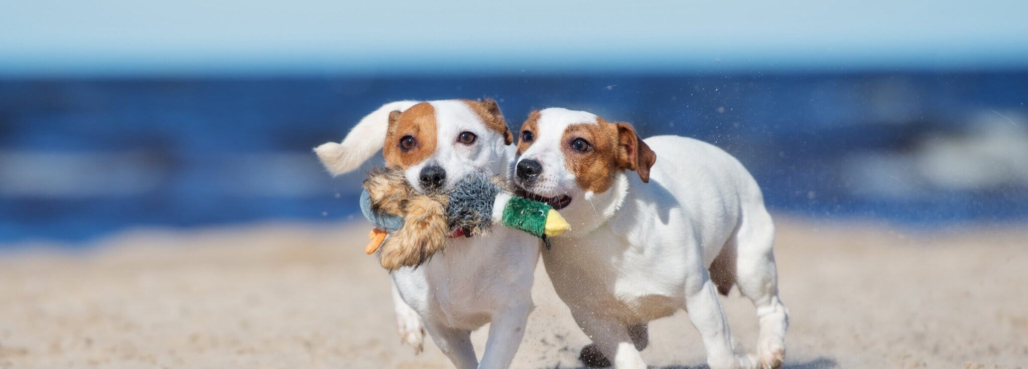 Dog Friendly Shearwater Inn