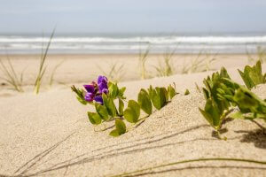 Lincoln City Oregon beach